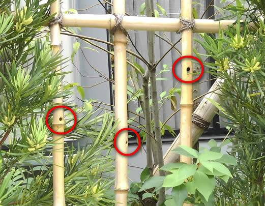 クマバチ駆除竹垣